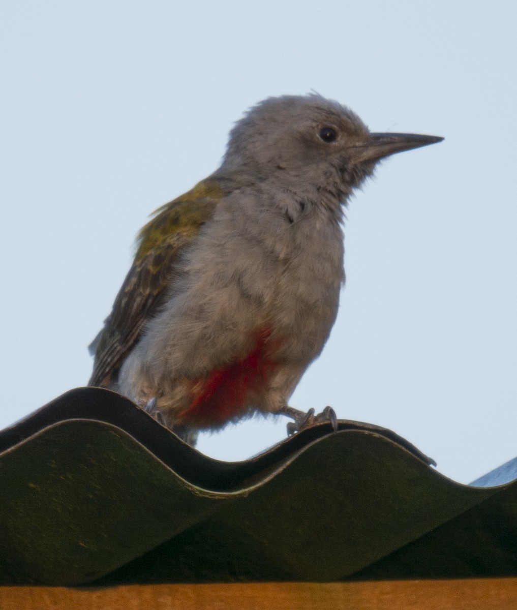 Mountain Gray Woodpecker - ML638310798