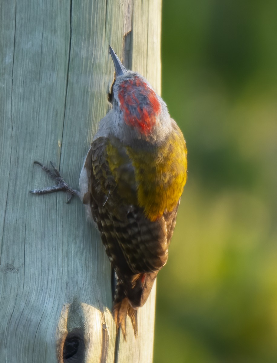Mountain Gray Woodpecker - ML638310799