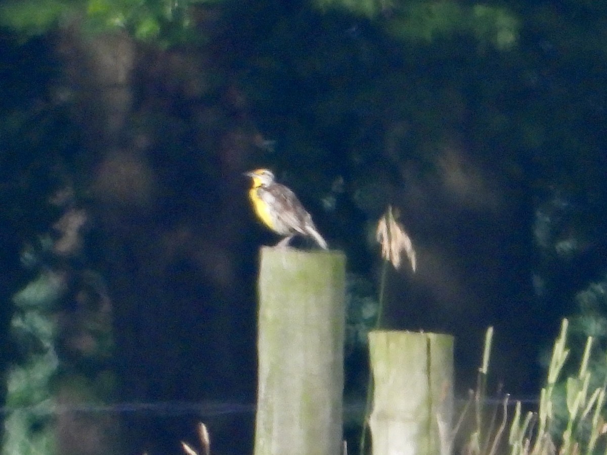 Eastern Meadowlark - ML638310800