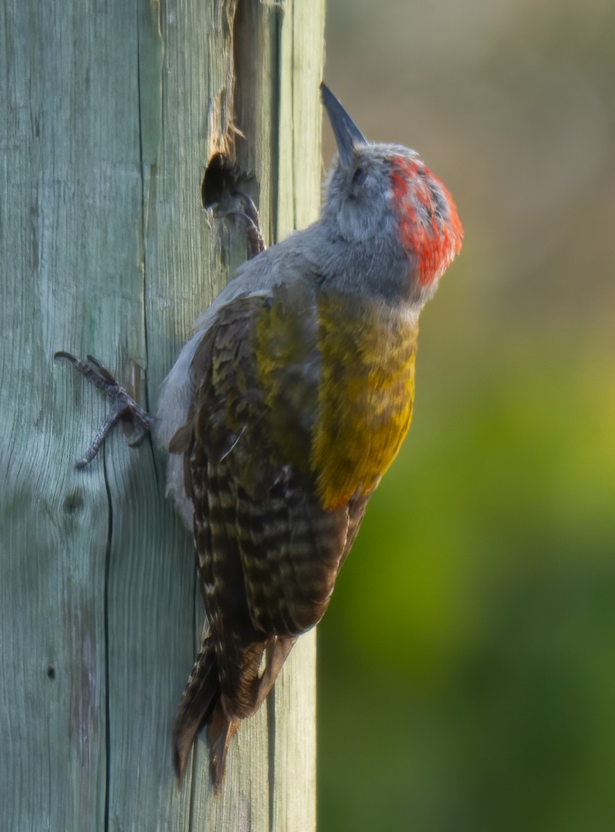 Mountain Gray Woodpecker - ML638310801
