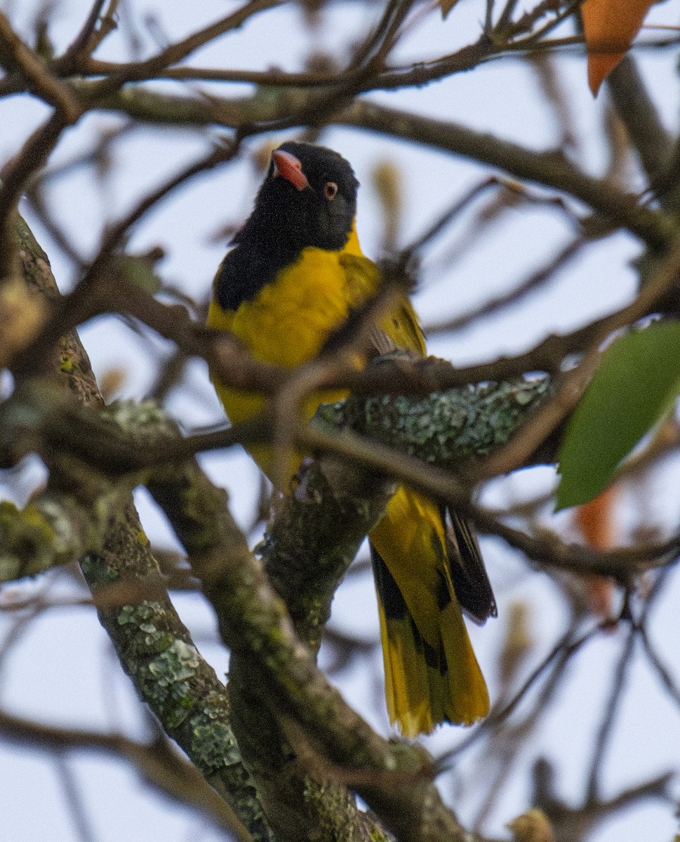 African Black-headed Oriole - ML638310802