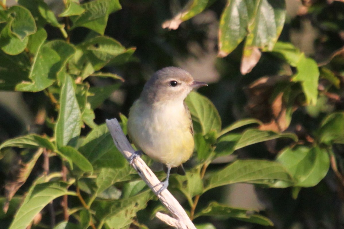 Warbling Vireo - ML638310804