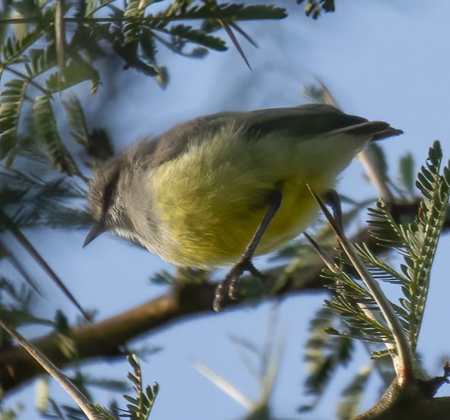 Yellow-bellied Eremomela - ML638310805