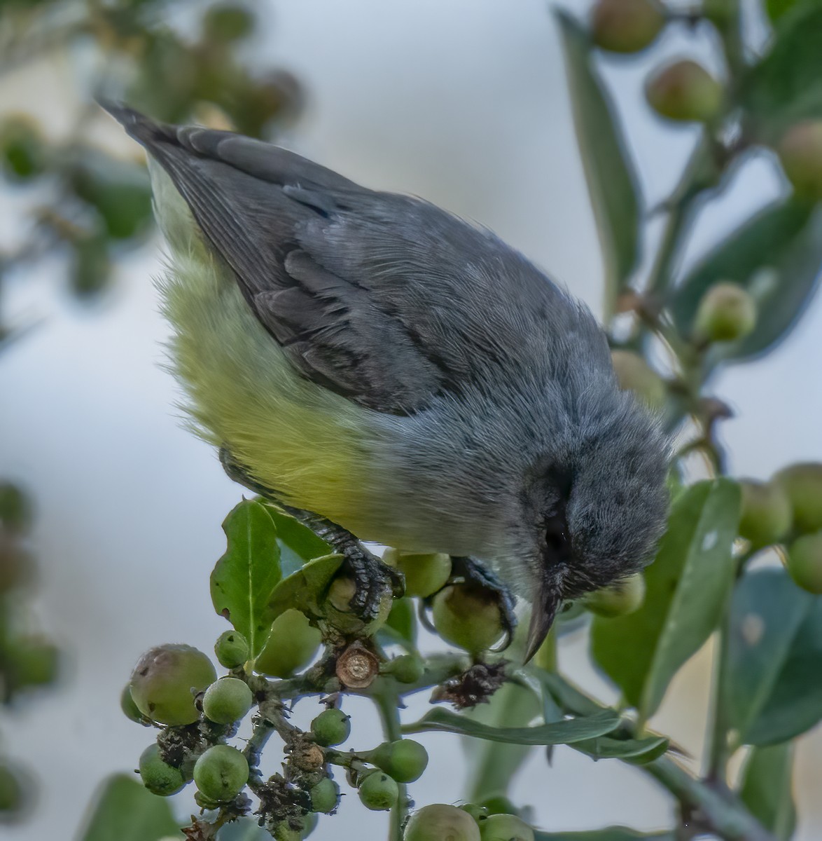 Yellow-bellied Eremomela - ML638310807