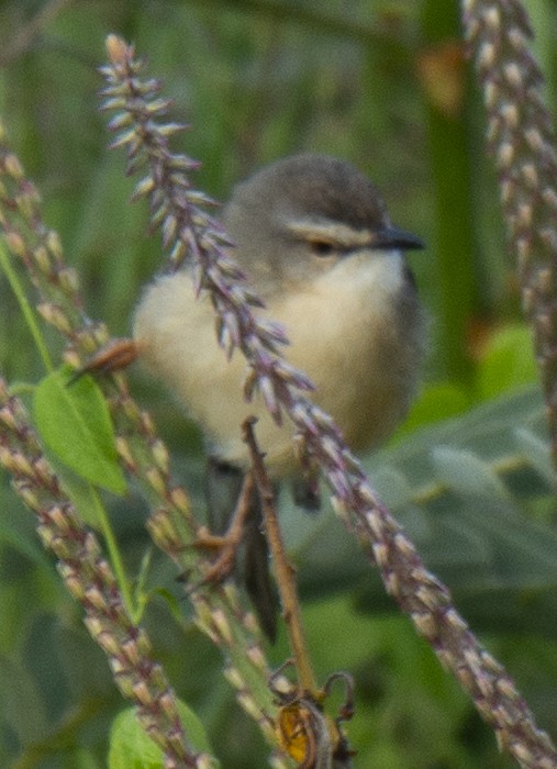 Tawny-flanked Prinia - ML638310809