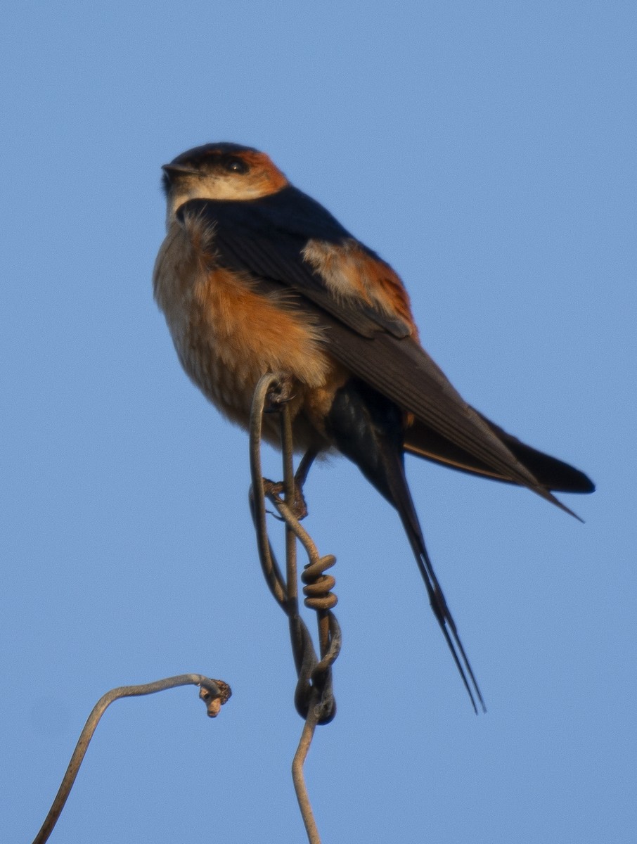 Mosque Swallow - ML638310810