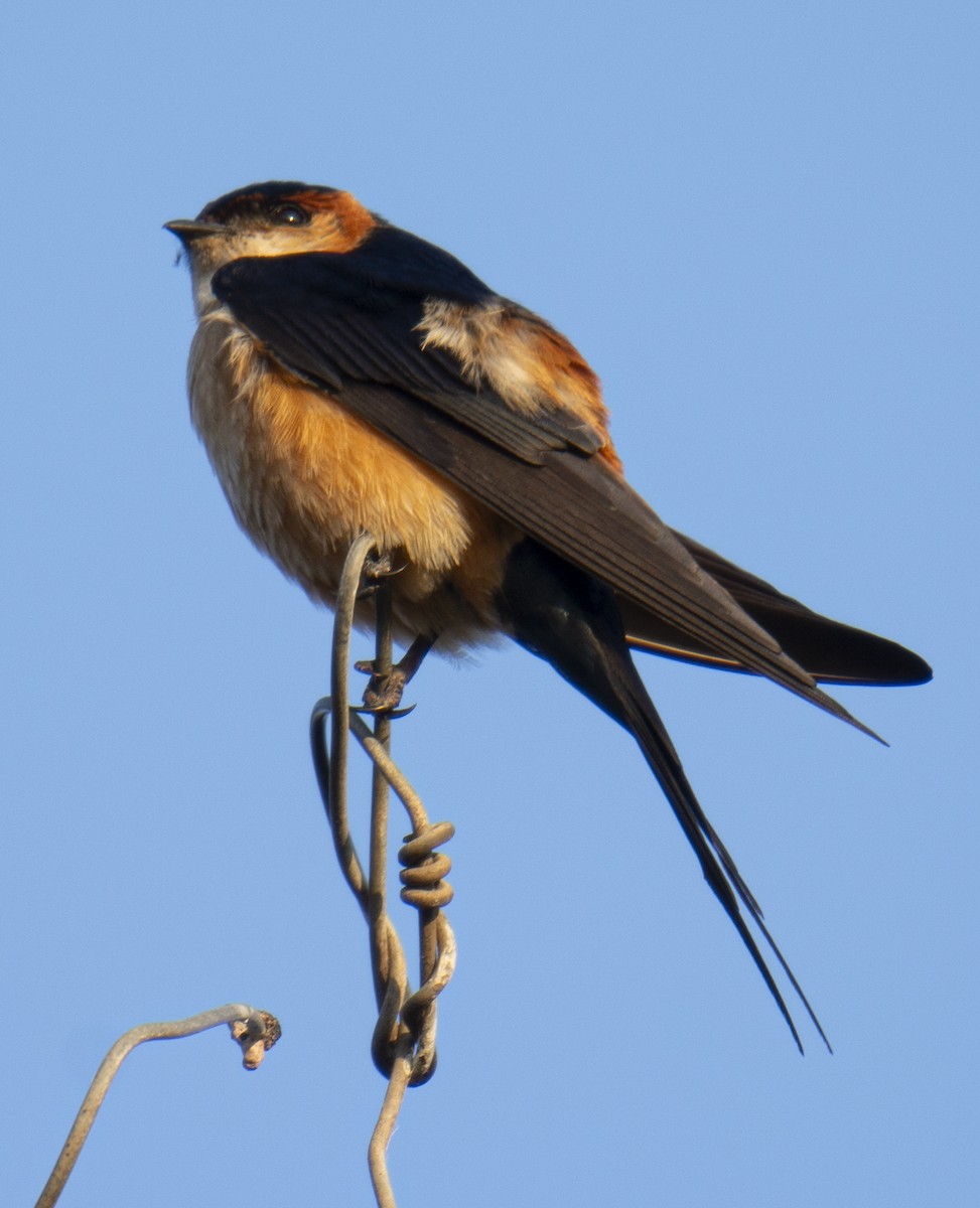 Mosque Swallow - ML638310811