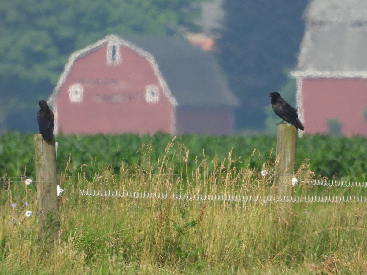 American Crow - ML638310812