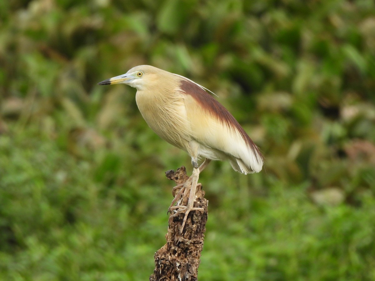 Indian Pond-Heron - ML638310813