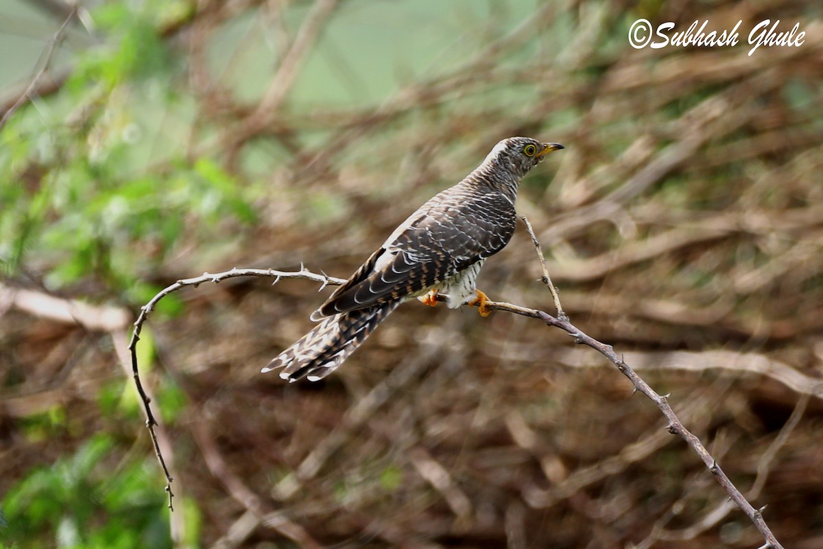 Common Cuckoo - ML638310814