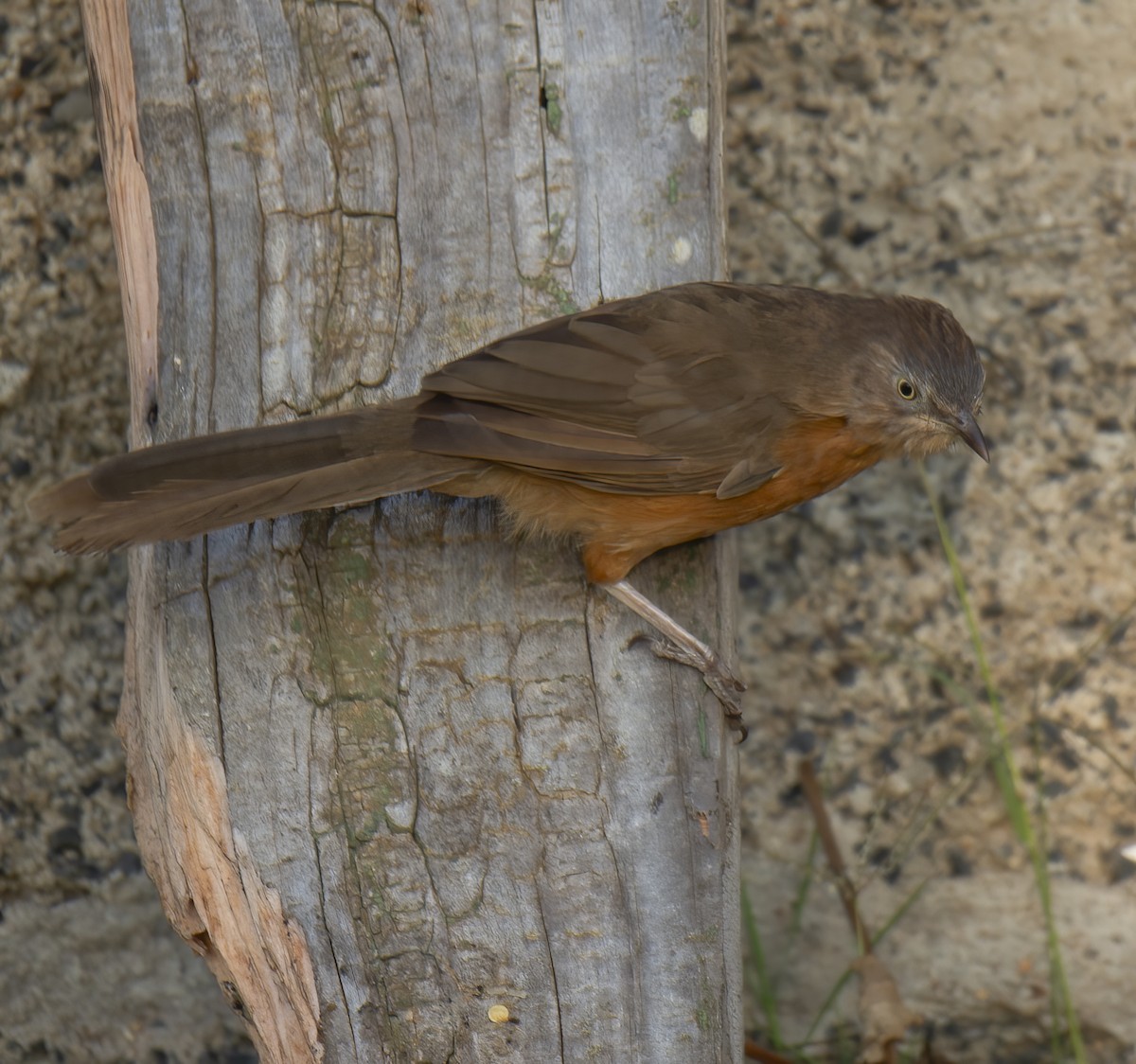 Rufous Chatterer - ML638310816