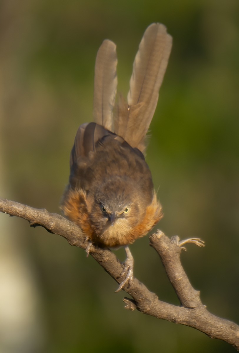 Rufous Chatterer - ML638310817