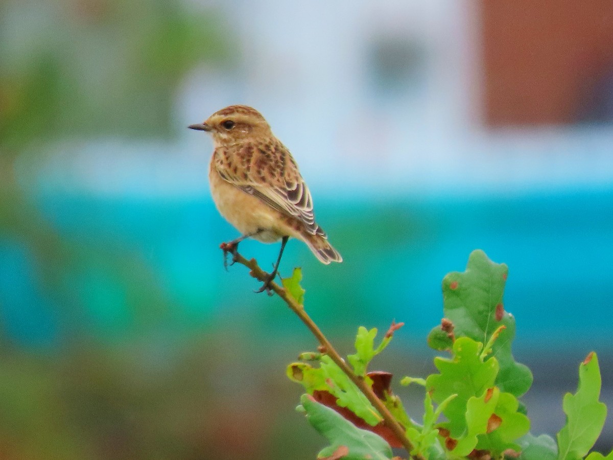 Whinchat - ML638310818