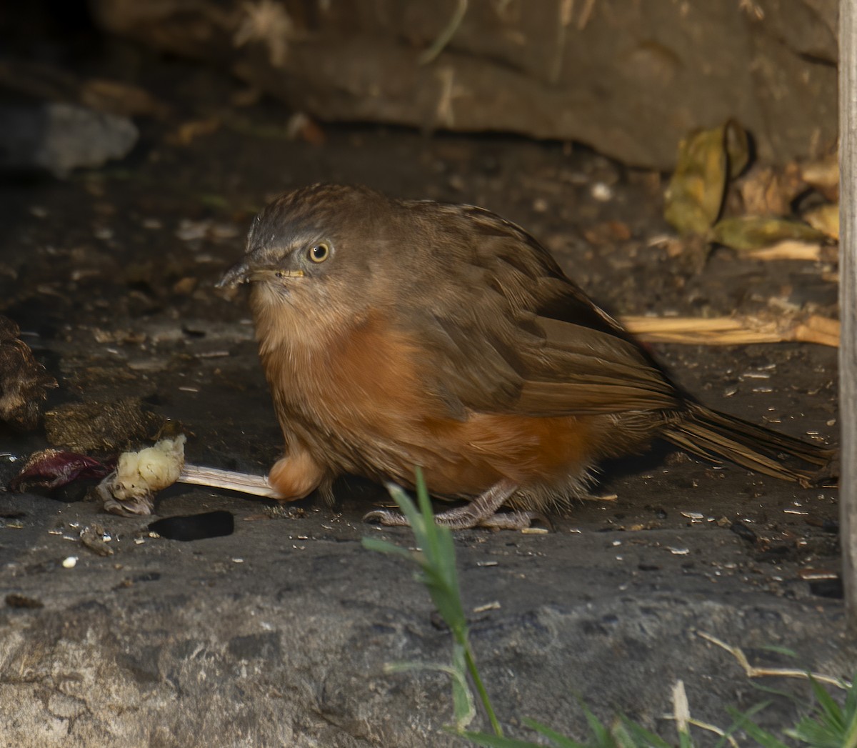 Rufous Chatterer - ML638310819