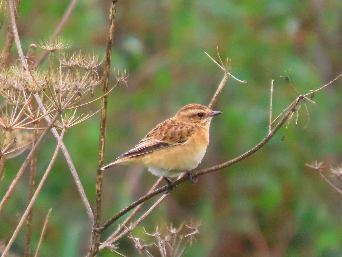 Whinchat - ML638310820