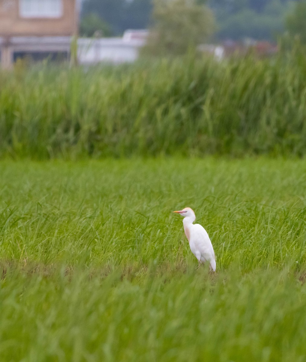 ニシアマサギ - ML638310850