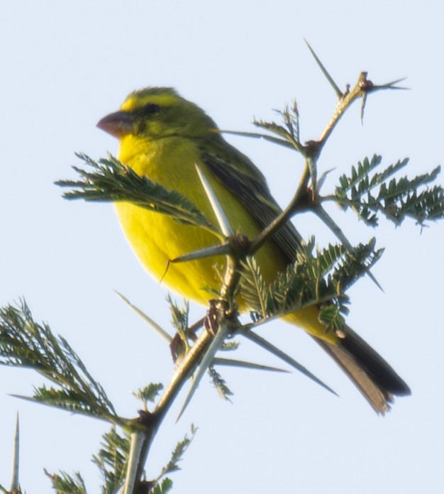 Schwefelgirlitz - ML638310853