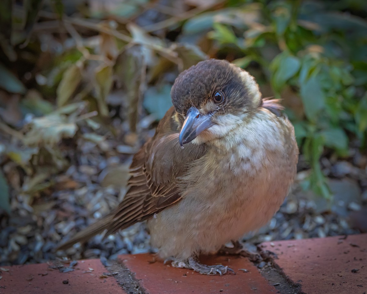 Gray Butcherbird - ML638310872