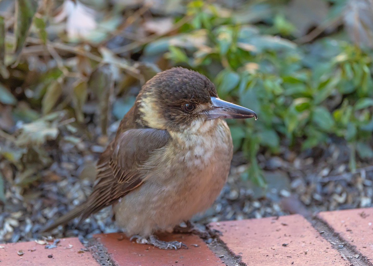 Gray Butcherbird - ML638310873