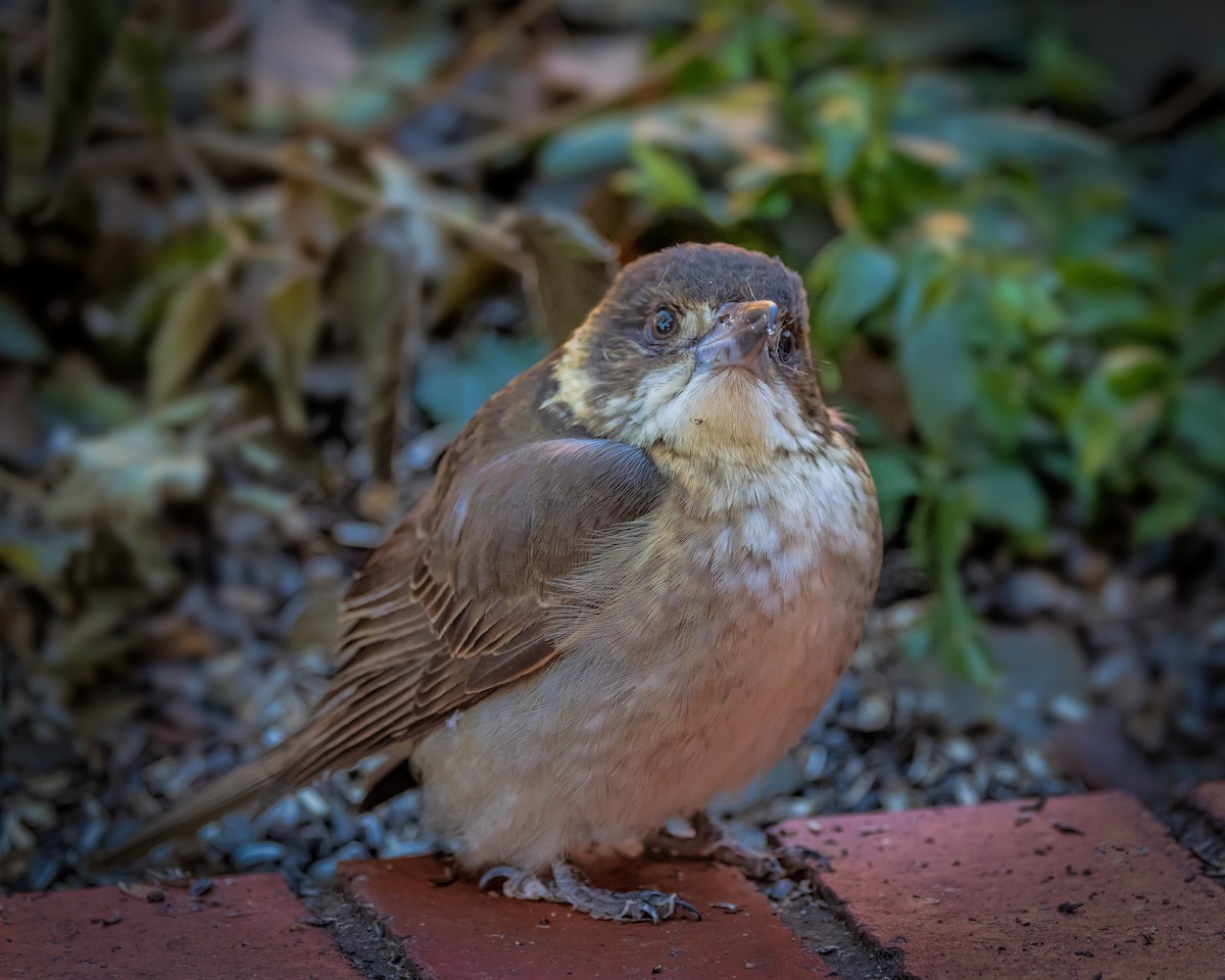 Gray Butcherbird - ML638310874