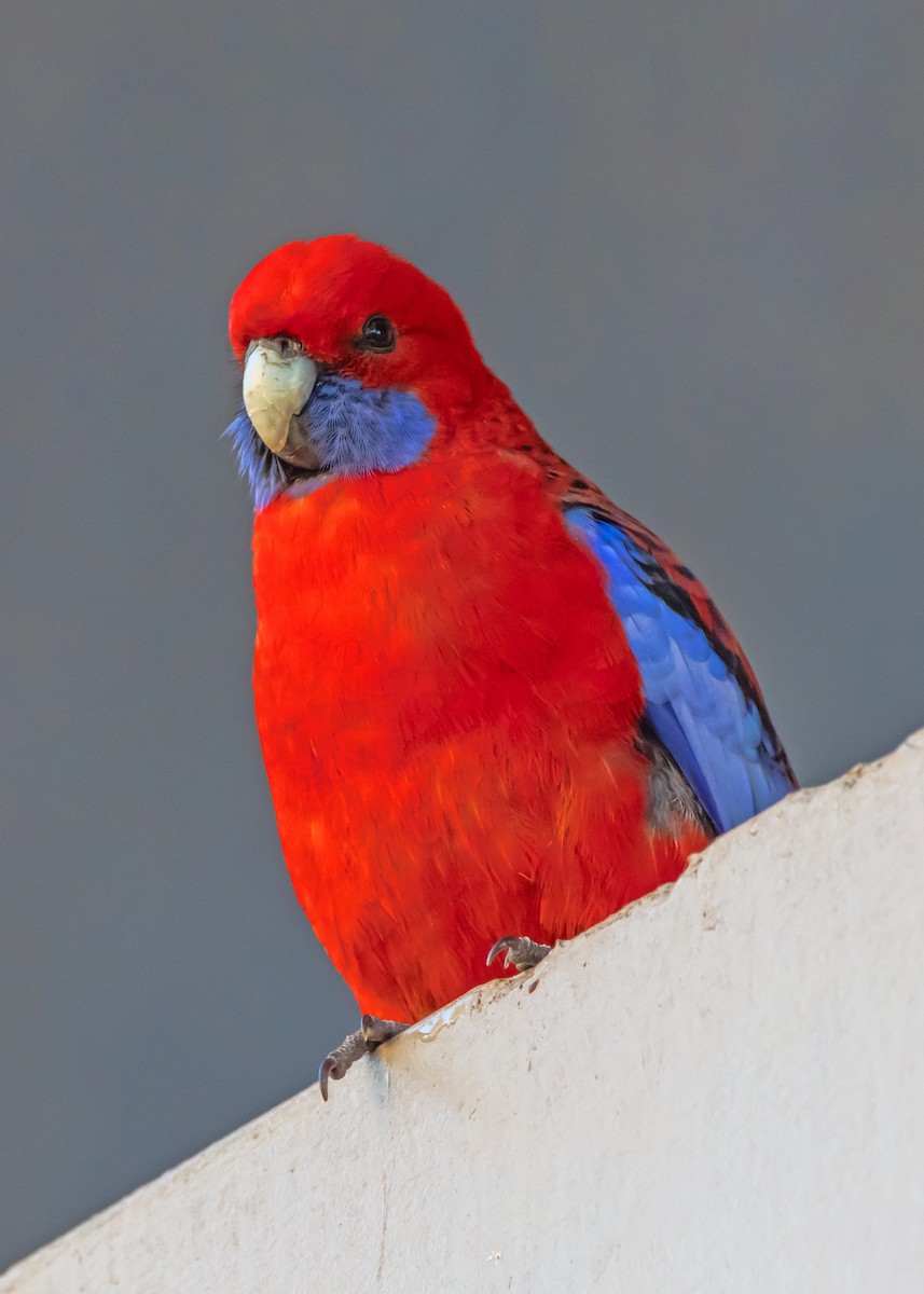 Crimson Rosella - ML638310875