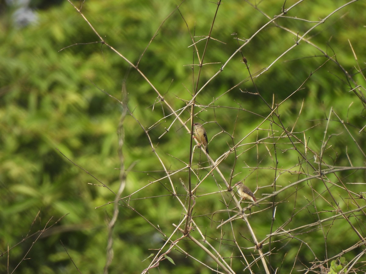 Red Avadavat - ML638310876
