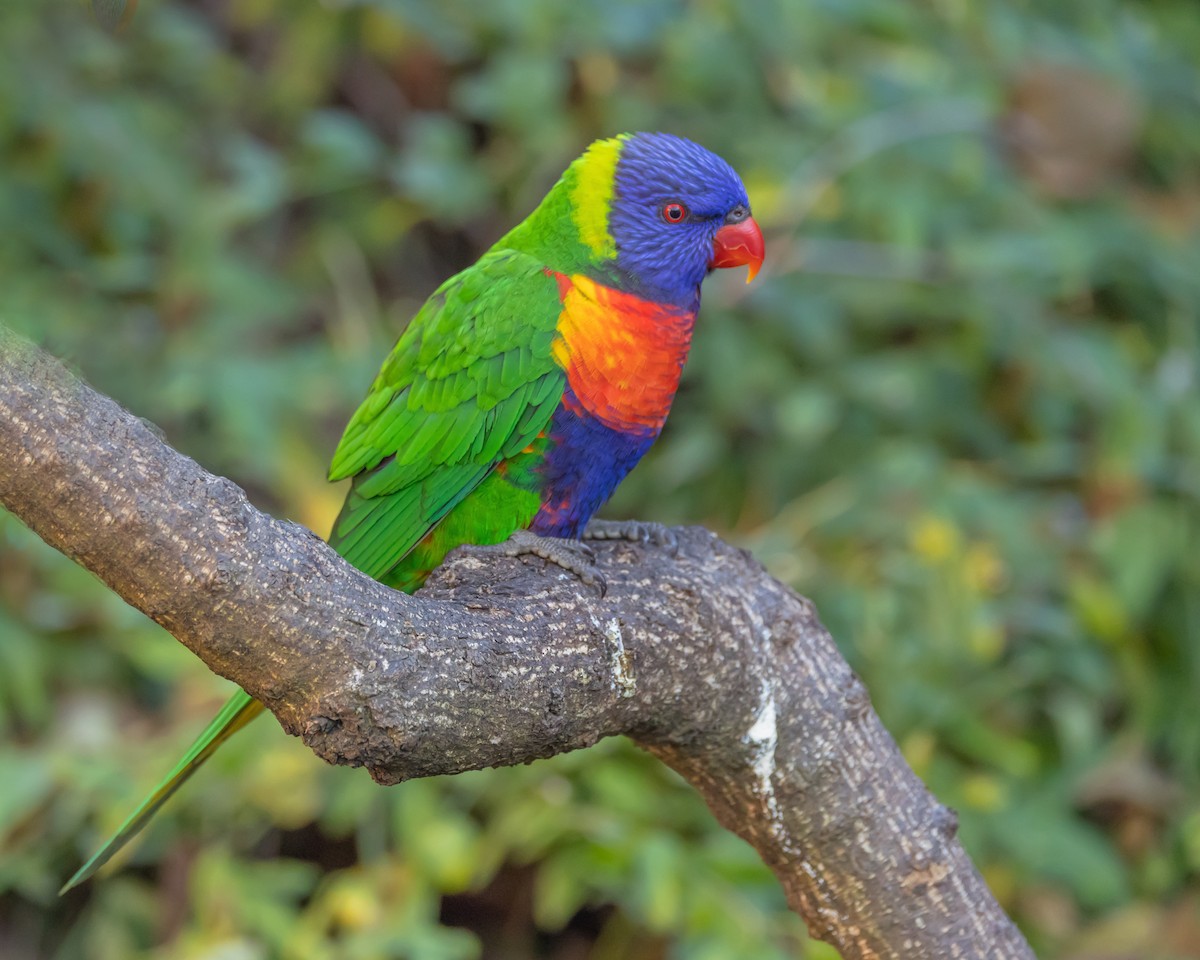 Rainbow Lorikeet - ML638310878