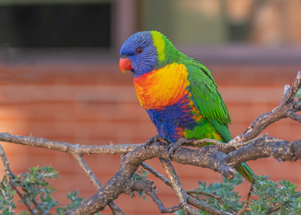 Rainbow Lorikeet - ML638310879