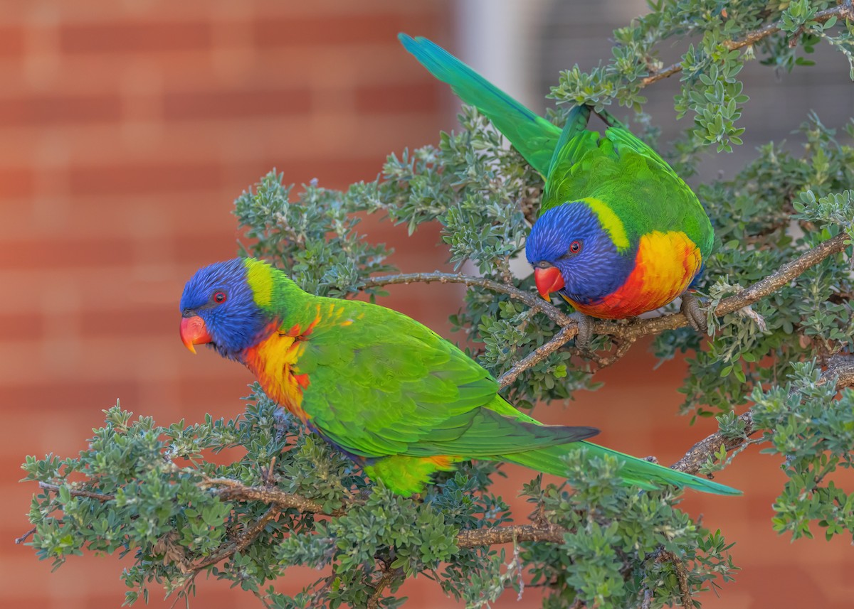 Rainbow Lorikeet - ML638310880