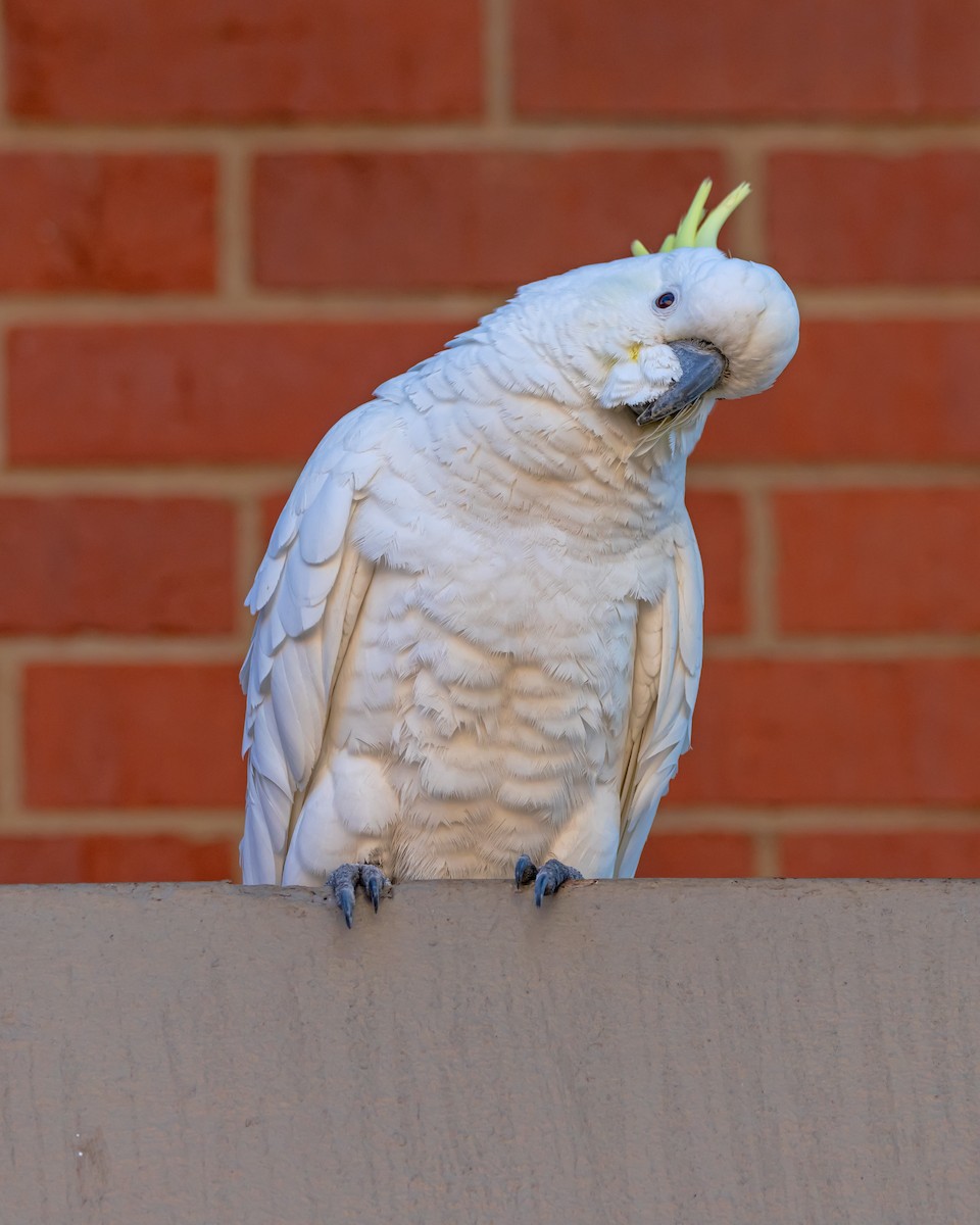 Sulphur-crested Cockatoo - ML638310881