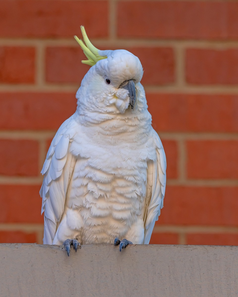 Sulphur-crested Cockatoo - ML638310882