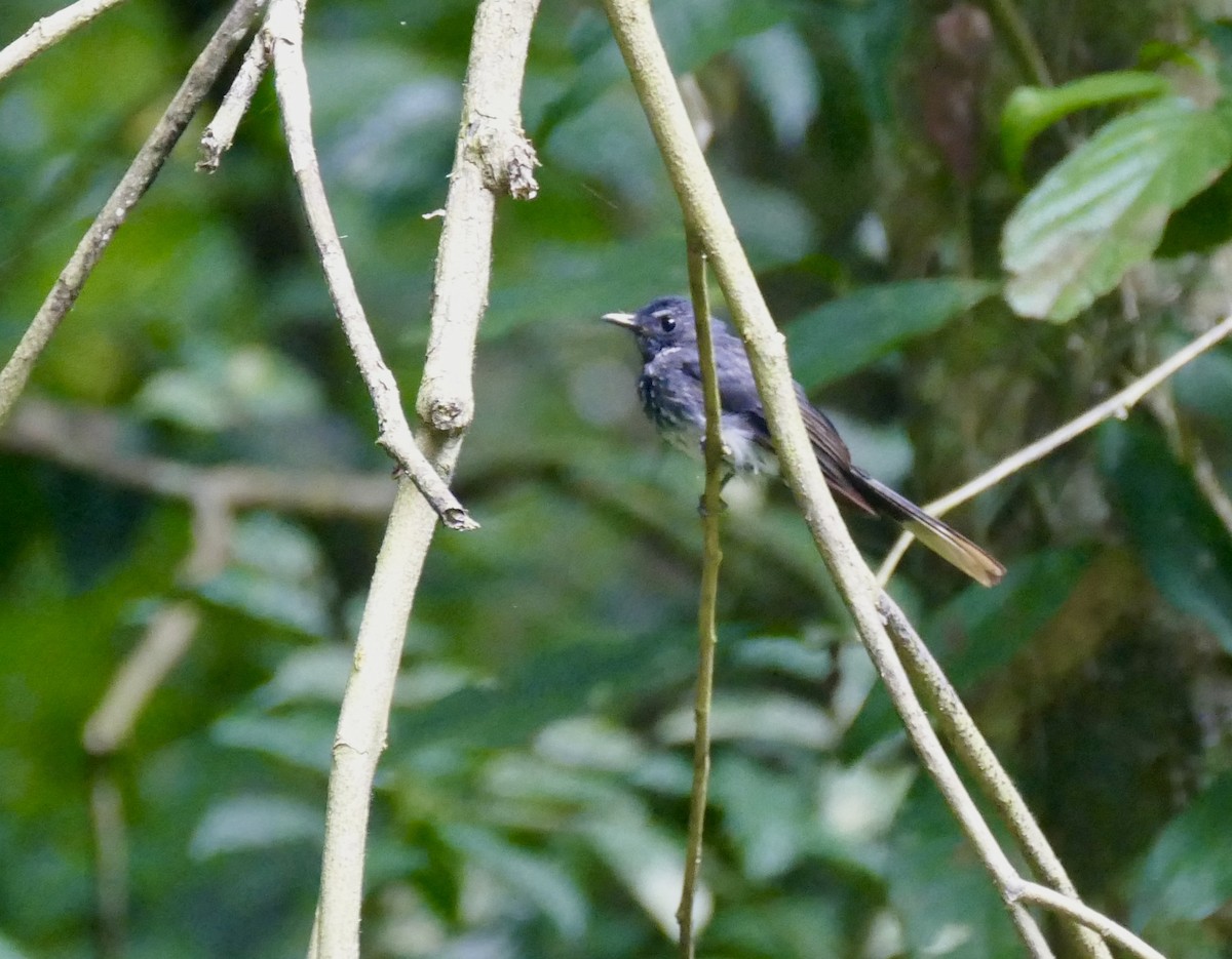 Spotted Fantail - ML638310886