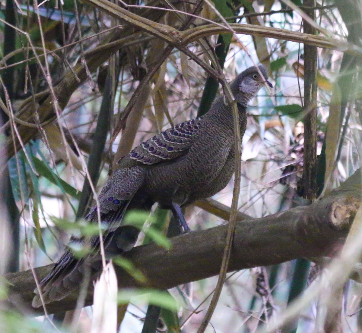 Gray Peacock-Pheasant - ML638310888