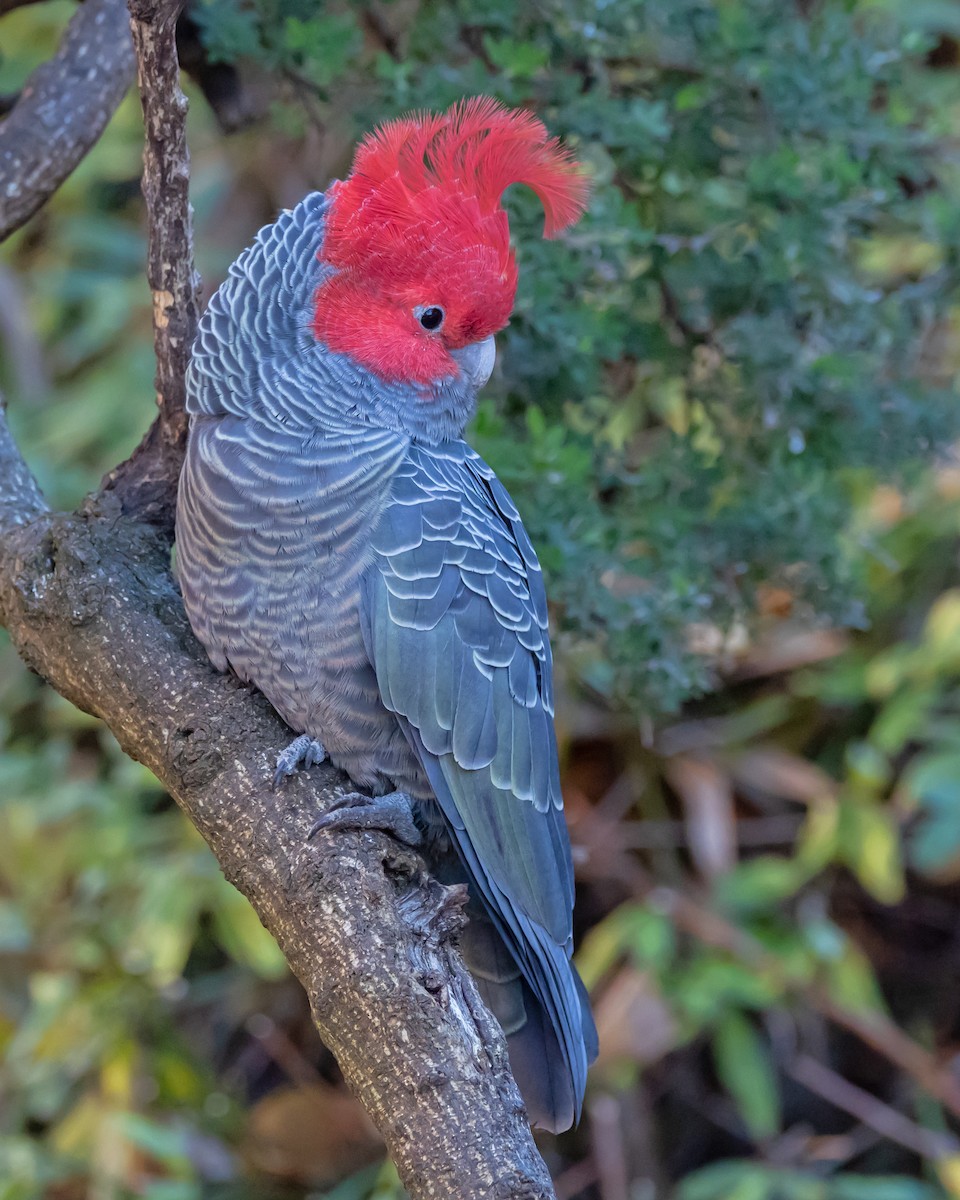 Gang-gang Cockatoo - ML638310889