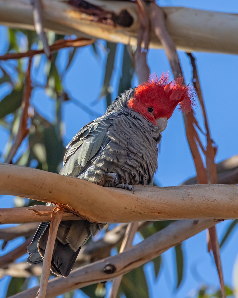 Gang-gang Cockatoo - ML638310890