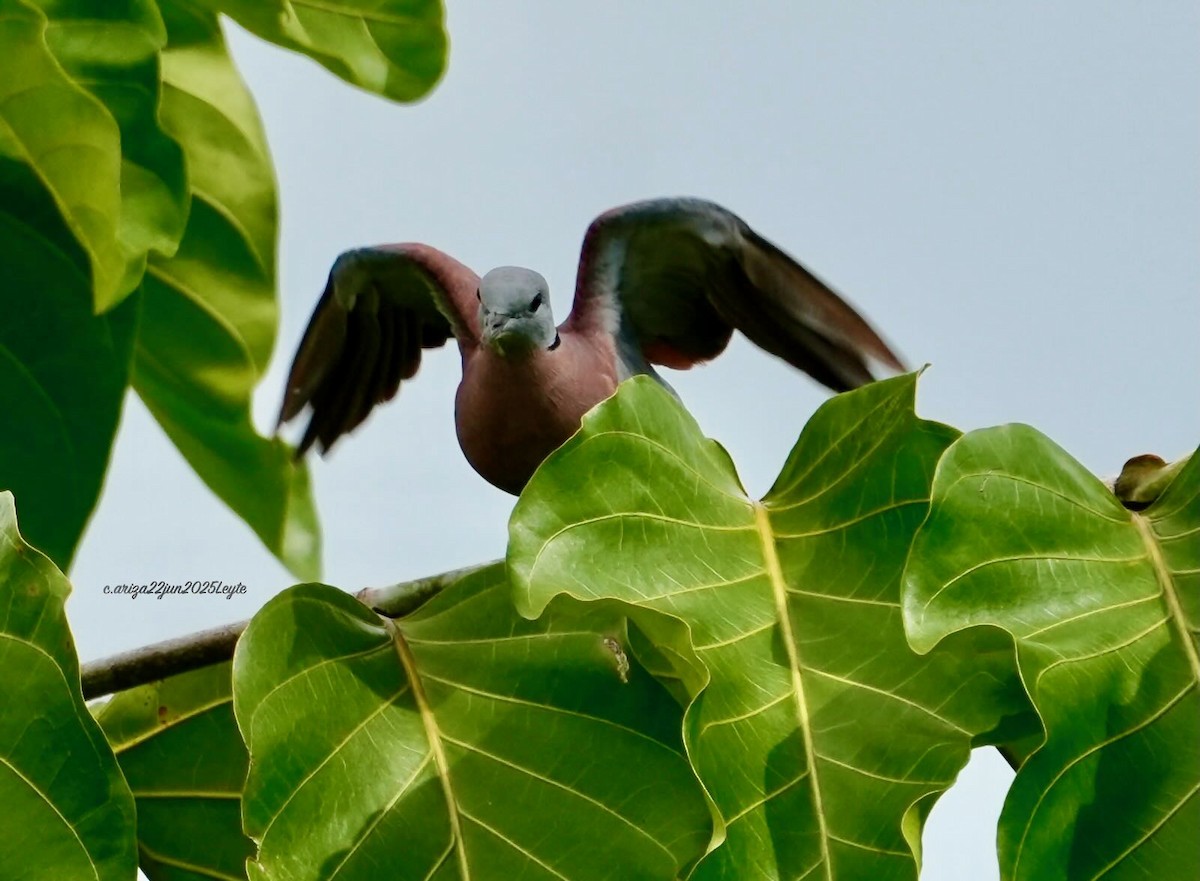 Red Collared-Dove - ML638310891