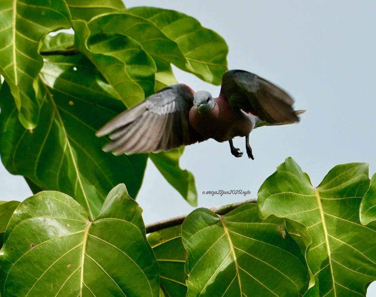 Red Collared-Dove - ML638310892