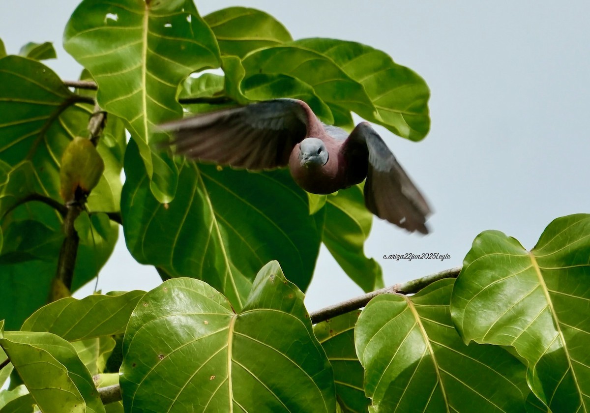 Red Collared-Dove - ML638310893