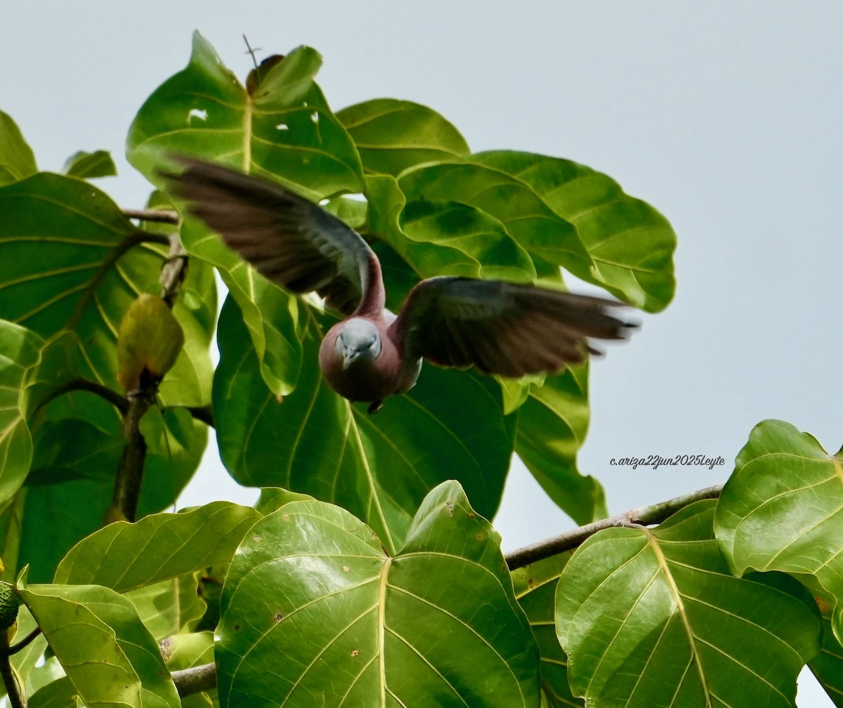 Red Collared-Dove - ML638310894