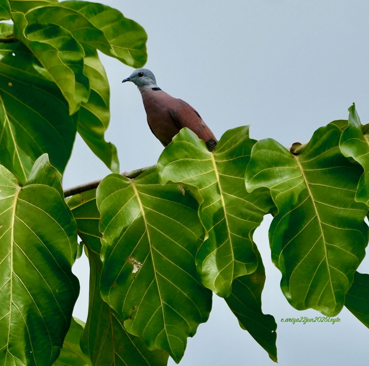 Red Collared-Dove - ML638310895