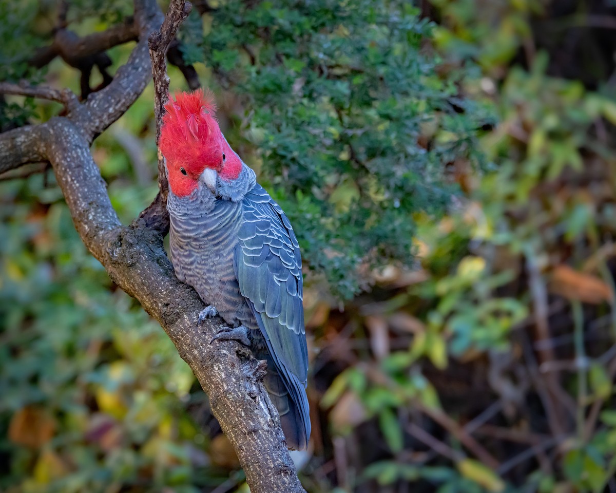Gang-gang Cockatoo - ML638310896