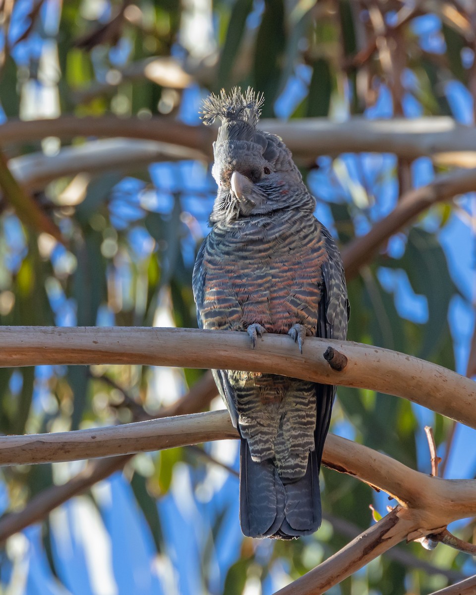 Gang-gang Cockatoo - ML638310897