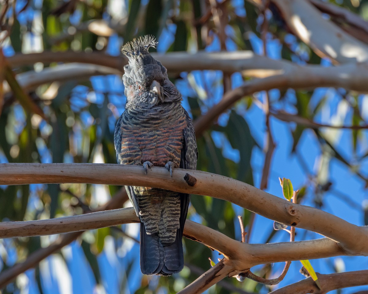 Gang-gang Cockatoo - ML638310898