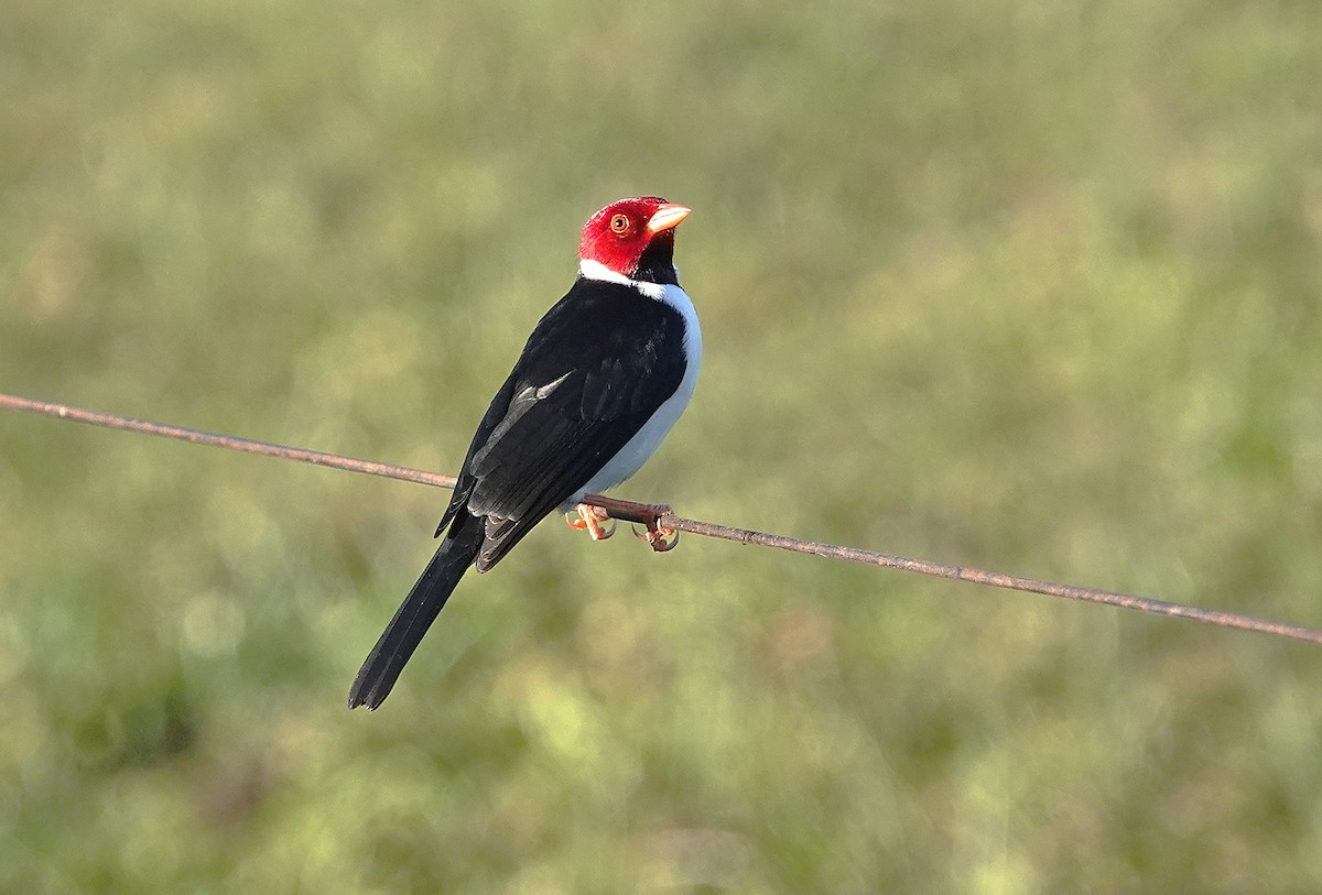 Yellow-billed Cardinal - ML638310899
