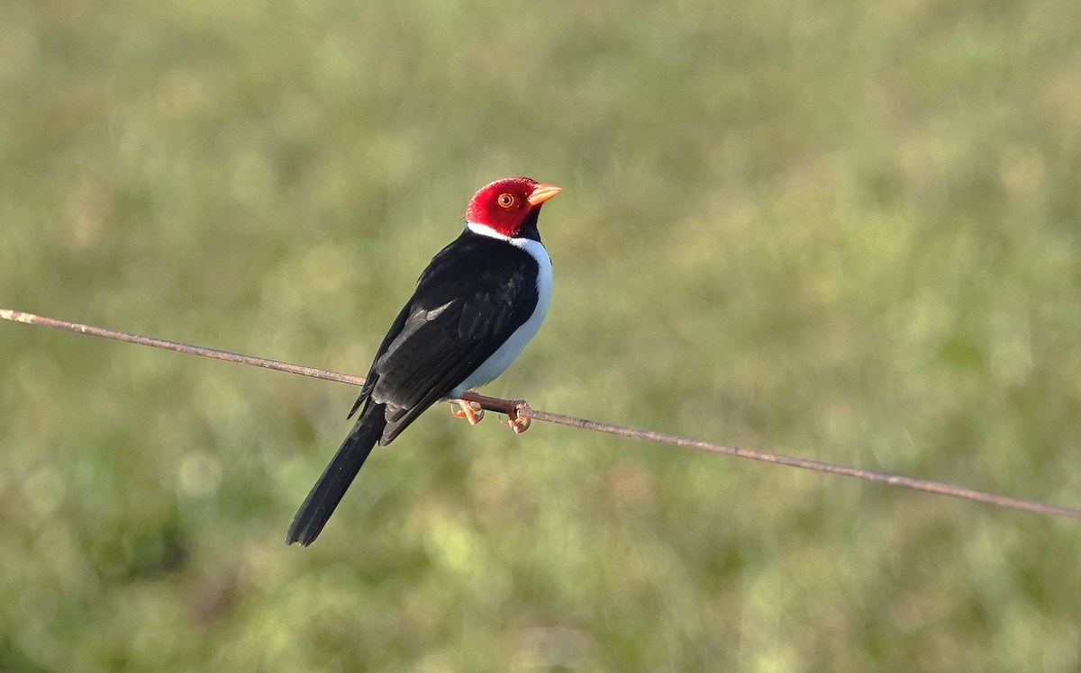 Yellow-billed Cardinal - ML638310900