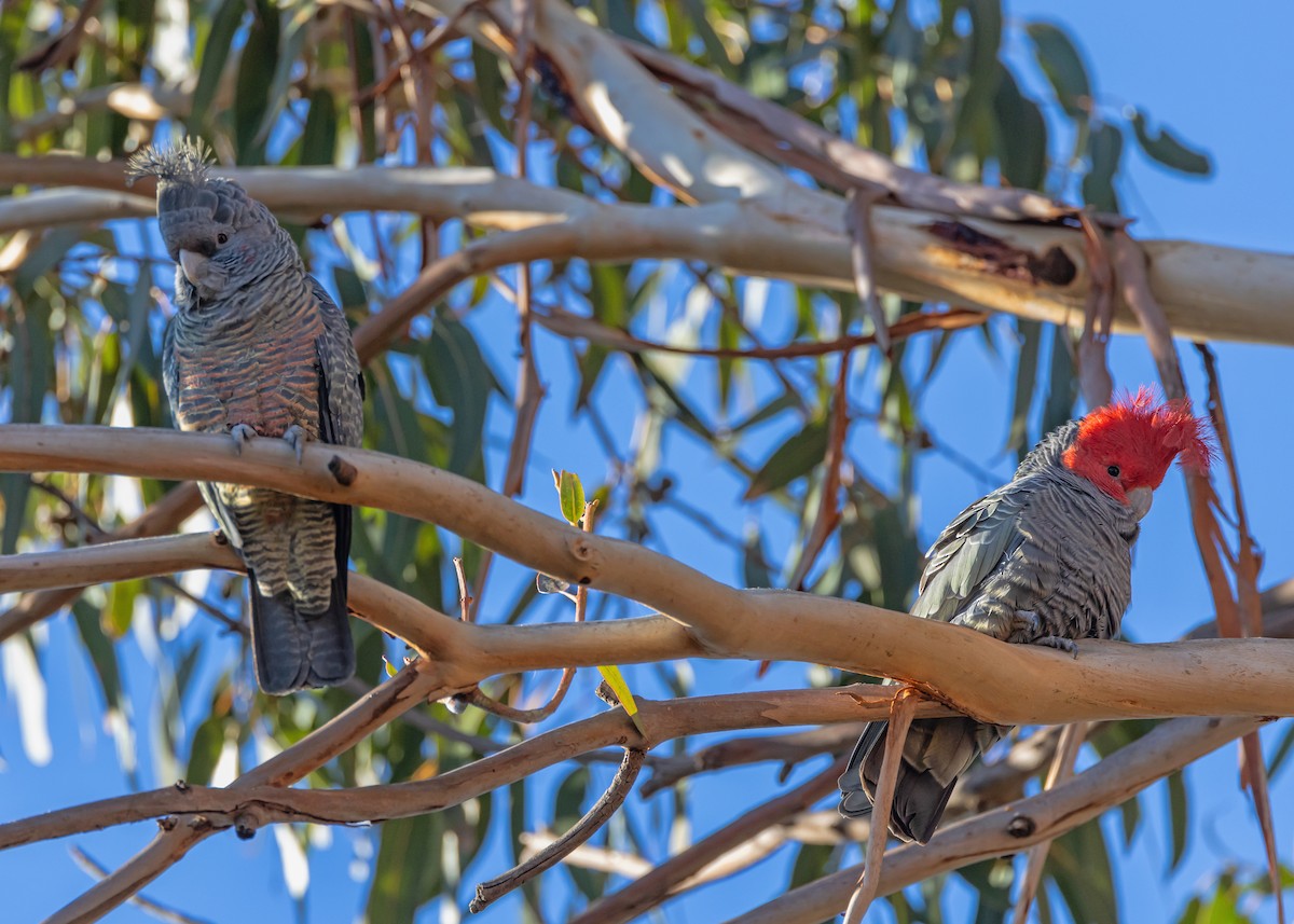 Gang-gang Cockatoo - ML638310901