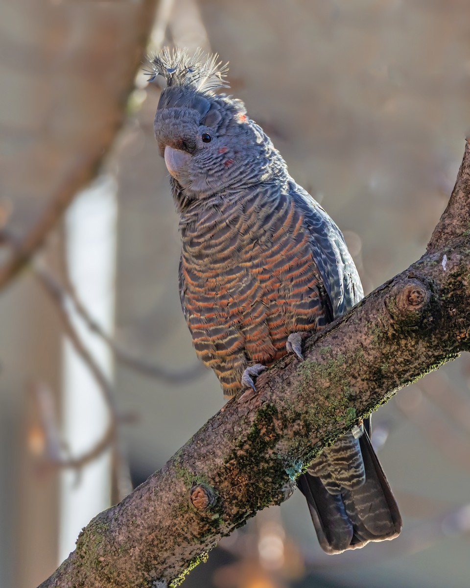 Gang-gang Cockatoo - ML638310902
