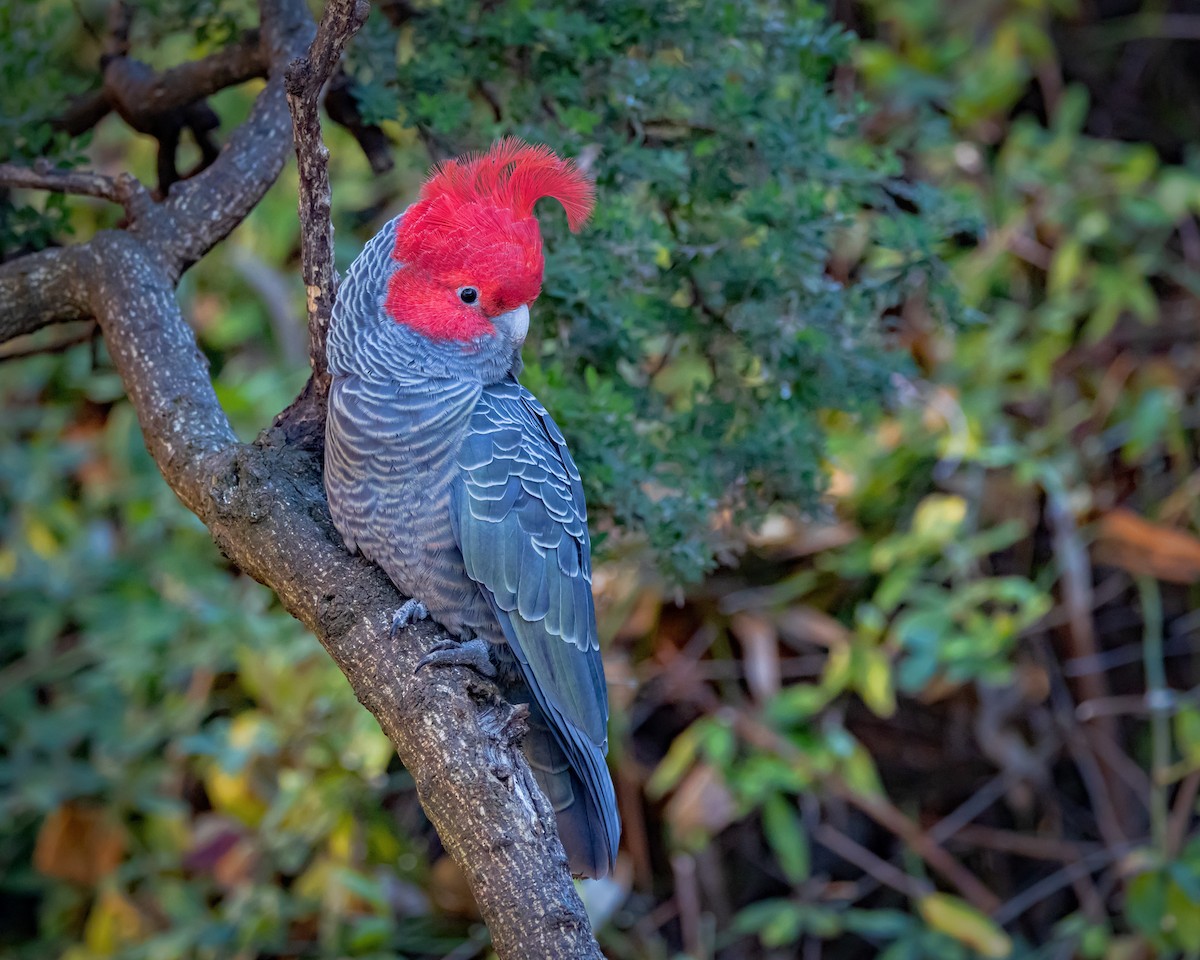 Gang-gang Cockatoo - ML638310903