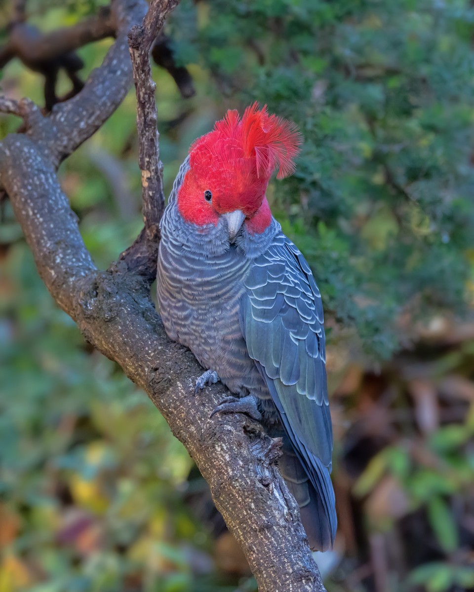 Gang-gang Cockatoo - ML638310904