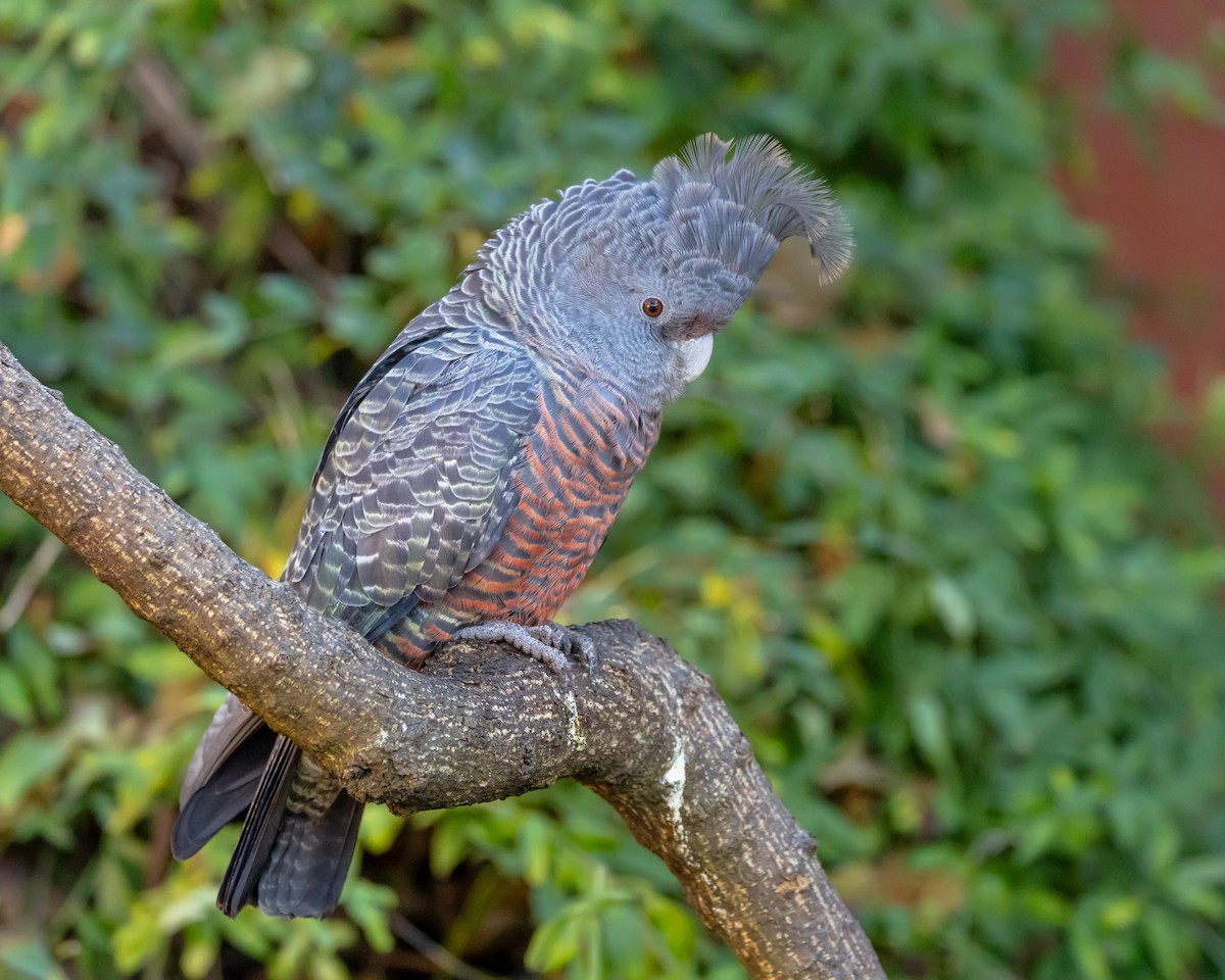 Gang-gang Cockatoo - ML638310905